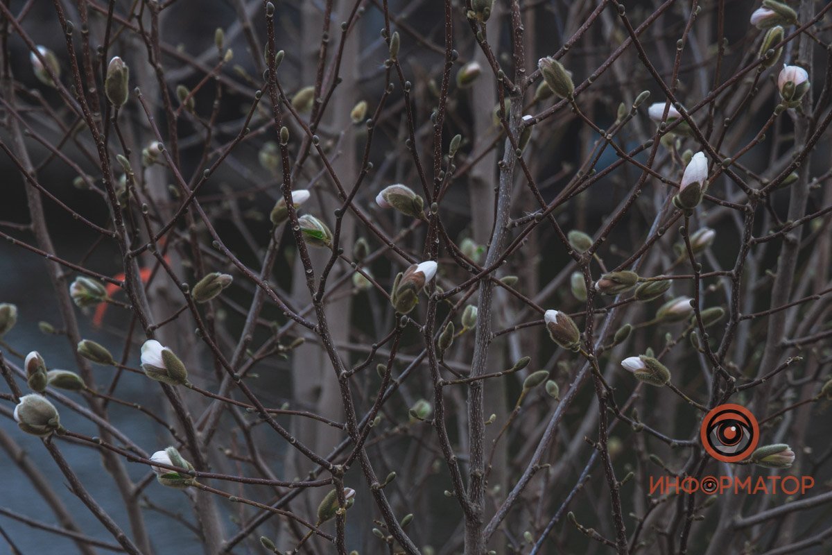 Еще чуть-чуть и распустятся 