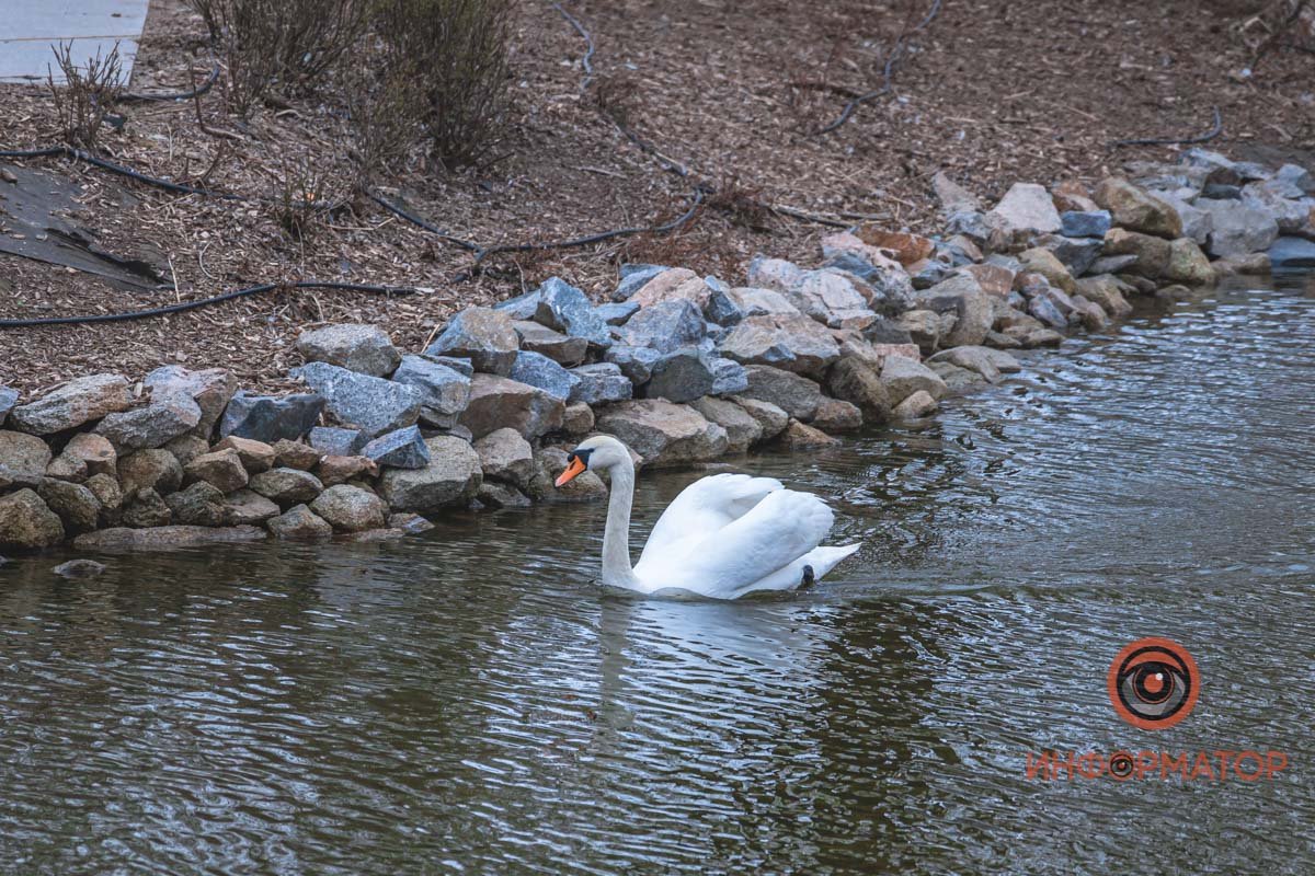 А белый лебедь на пруду...