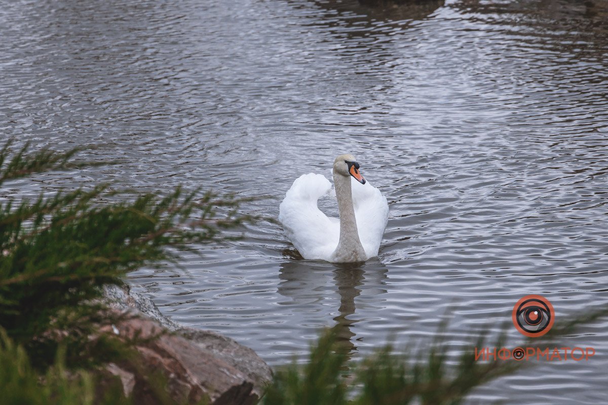 Качает павшую звезду