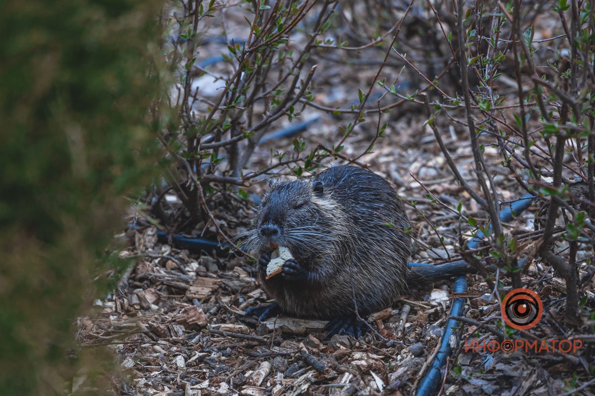Не мешайте кушать