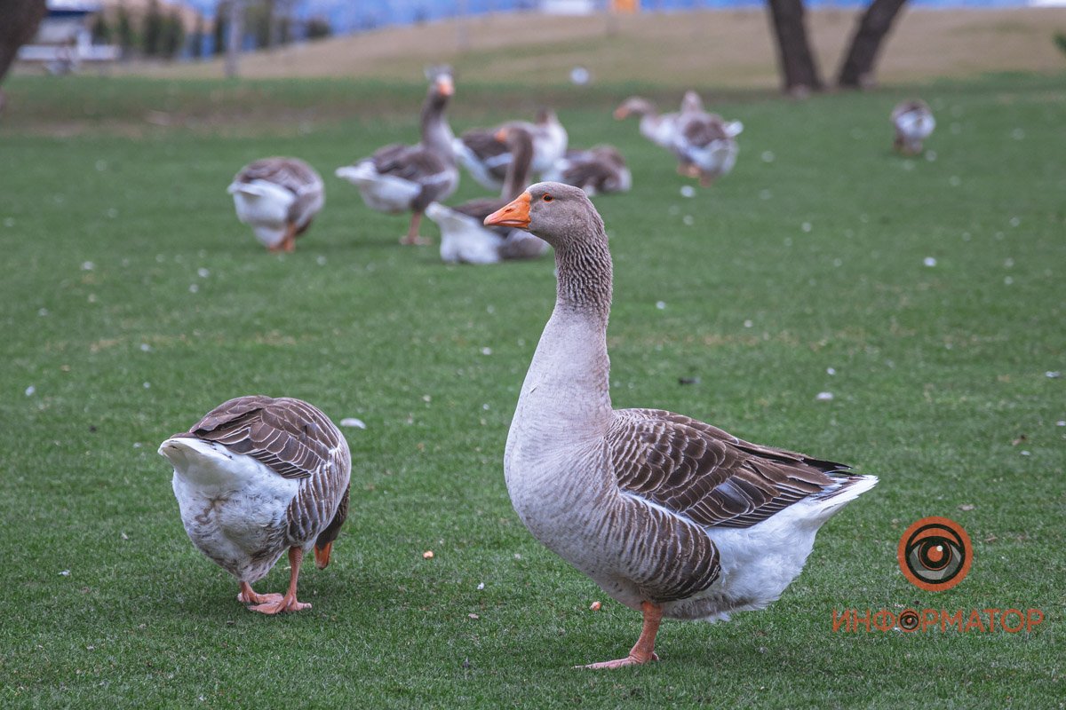 Привет, я - гусь