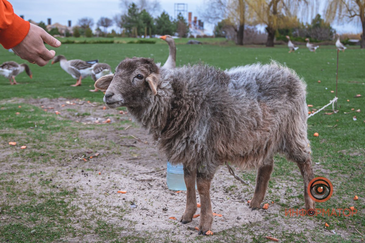 Еду давай, руки убери