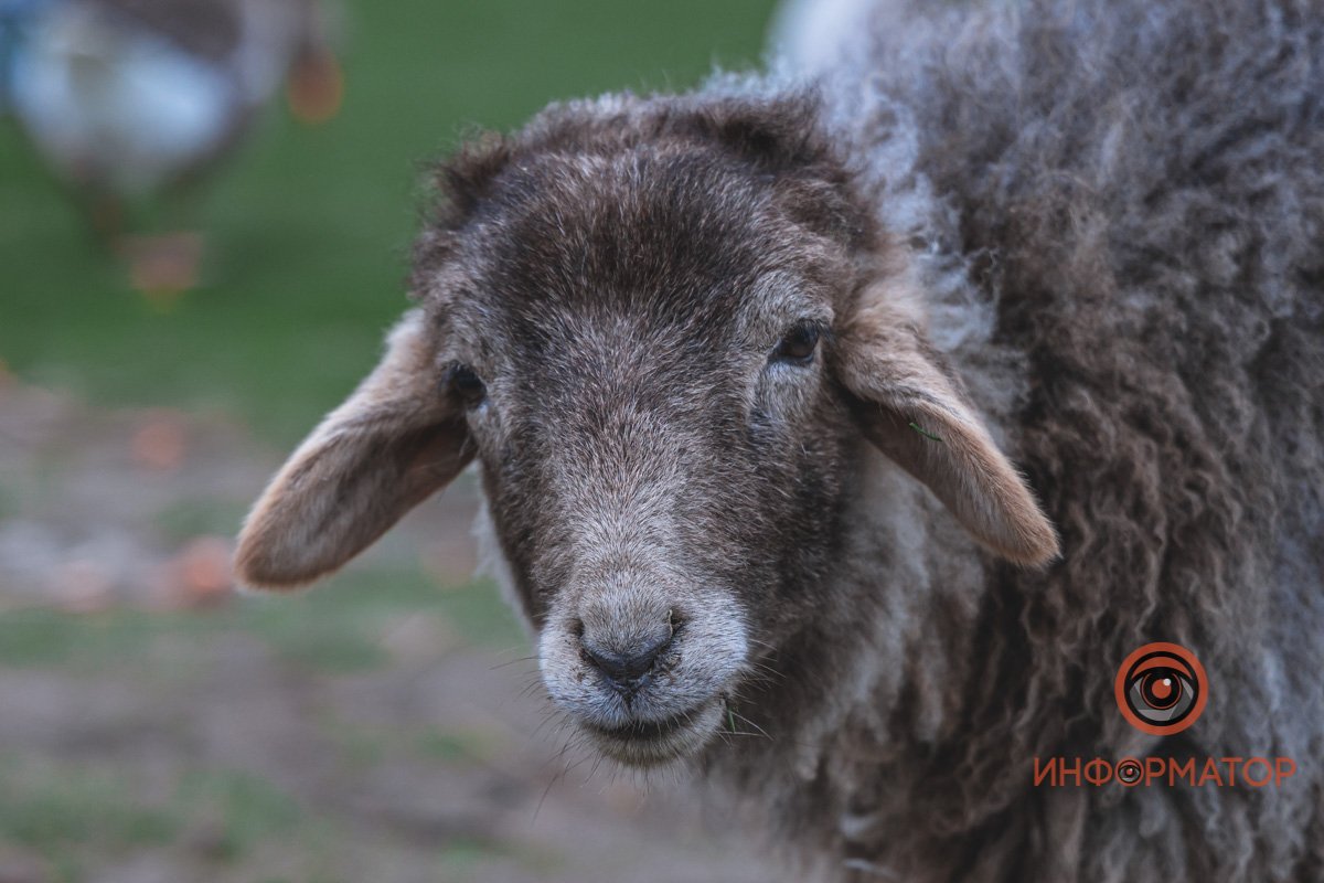 Капуста есть?