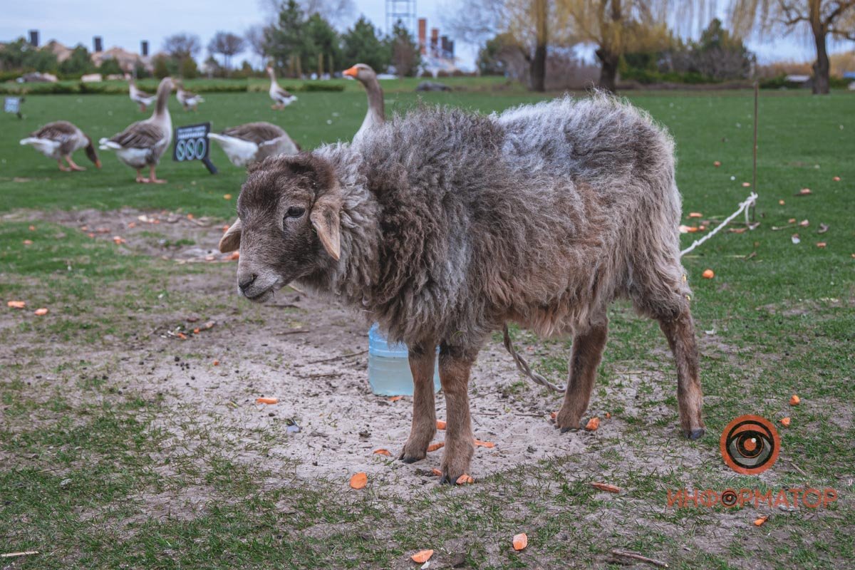 А если найду?