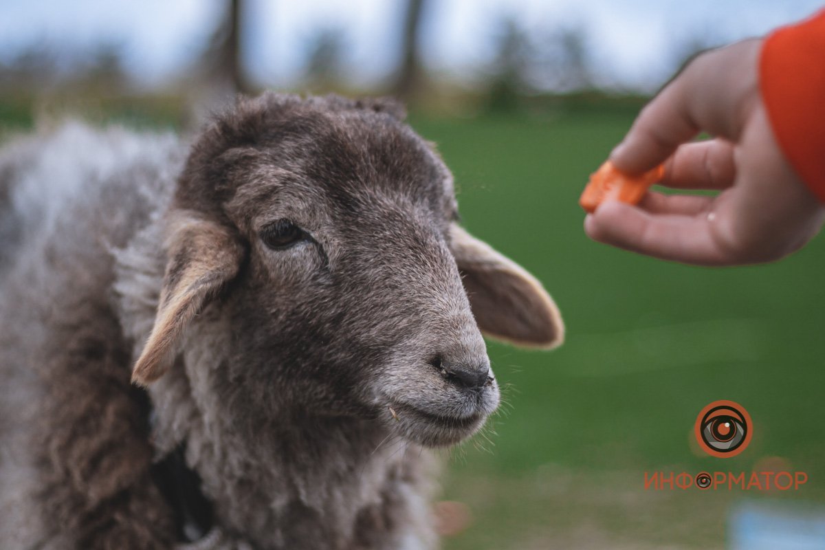 Корнеплоды подходят