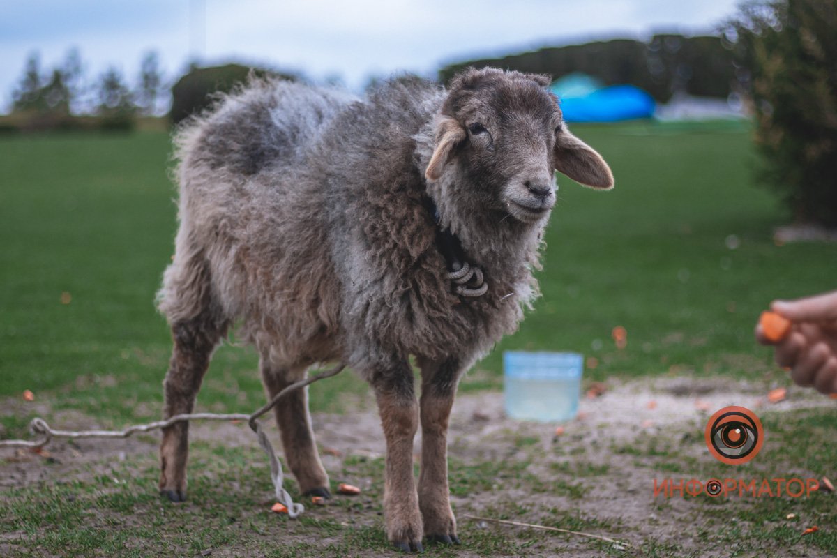 Че стоишь, давай сюда еду