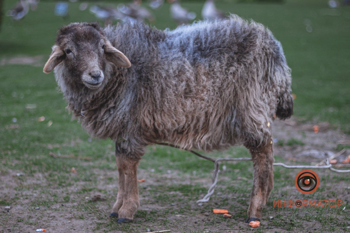 Да, я барашек