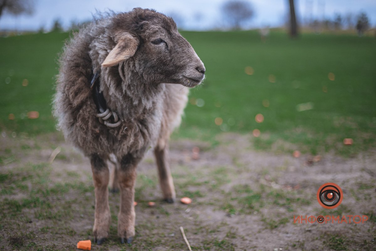 Фотосессия для барашика