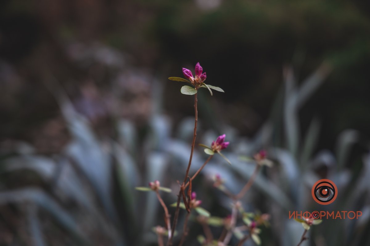В ботанический сад в Днепре пришла весна 3
