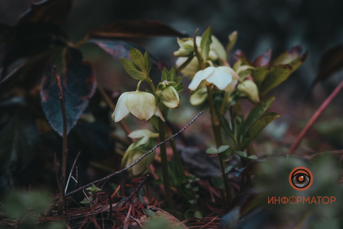 В ботанический сад в Днепре пришла весна 4