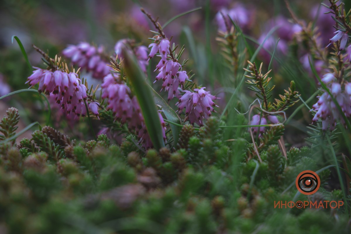 В ботанический сад в Днепре пришла весна 5