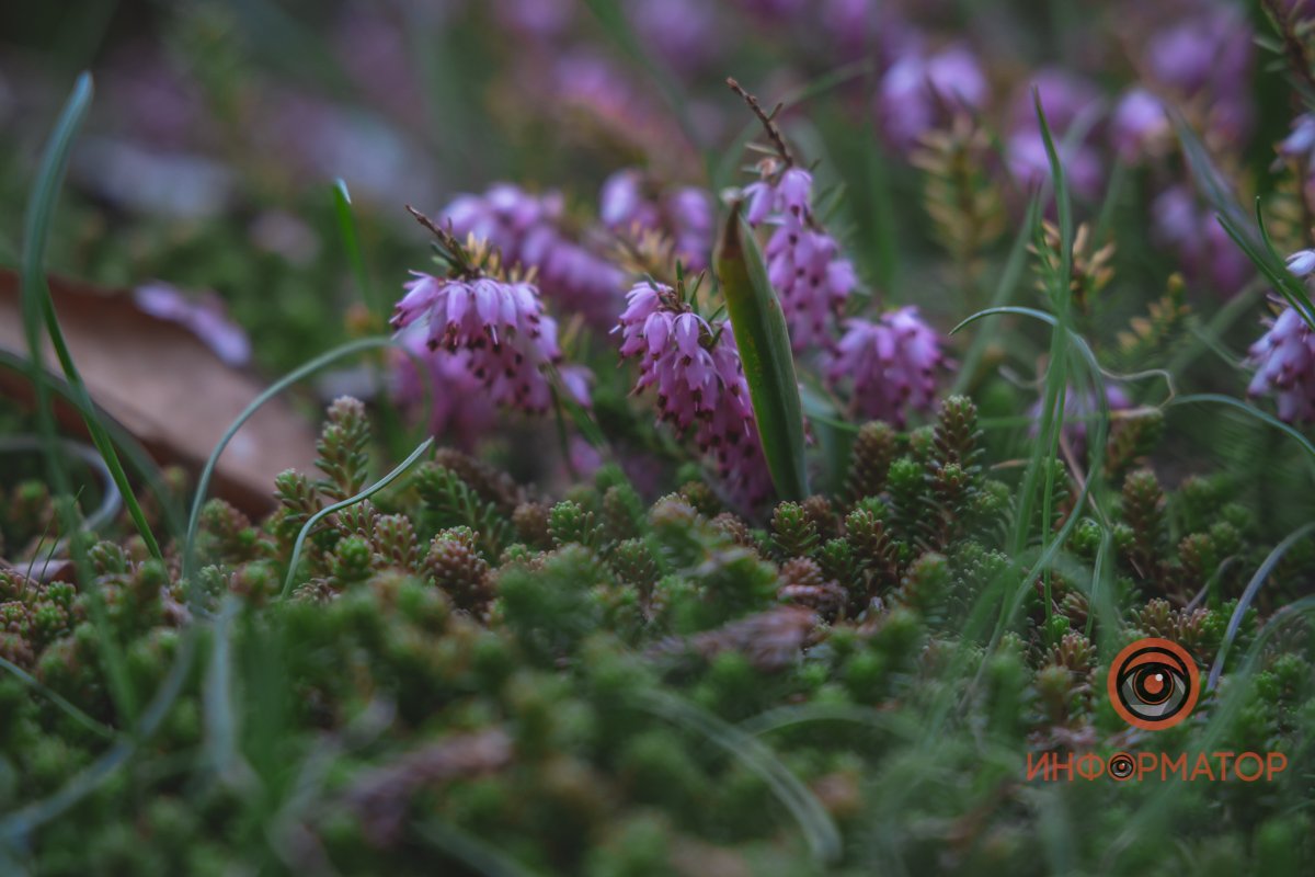 В ботанический сад в Днепре пришла весна 6