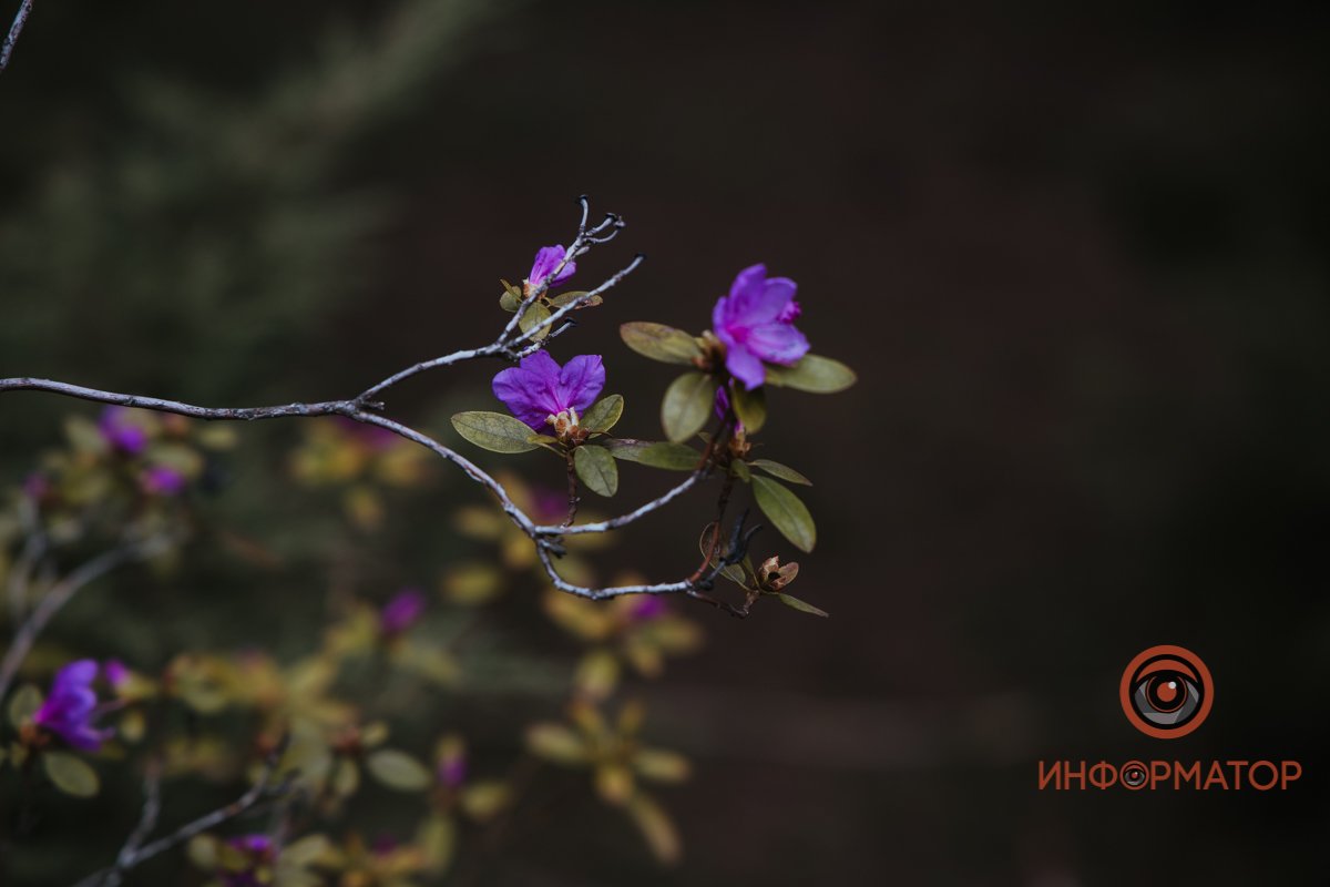 В ботанический сад в Днепре пришла весна 7