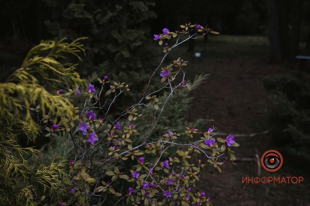 В ботанический сад в Днепре пришла весна 8