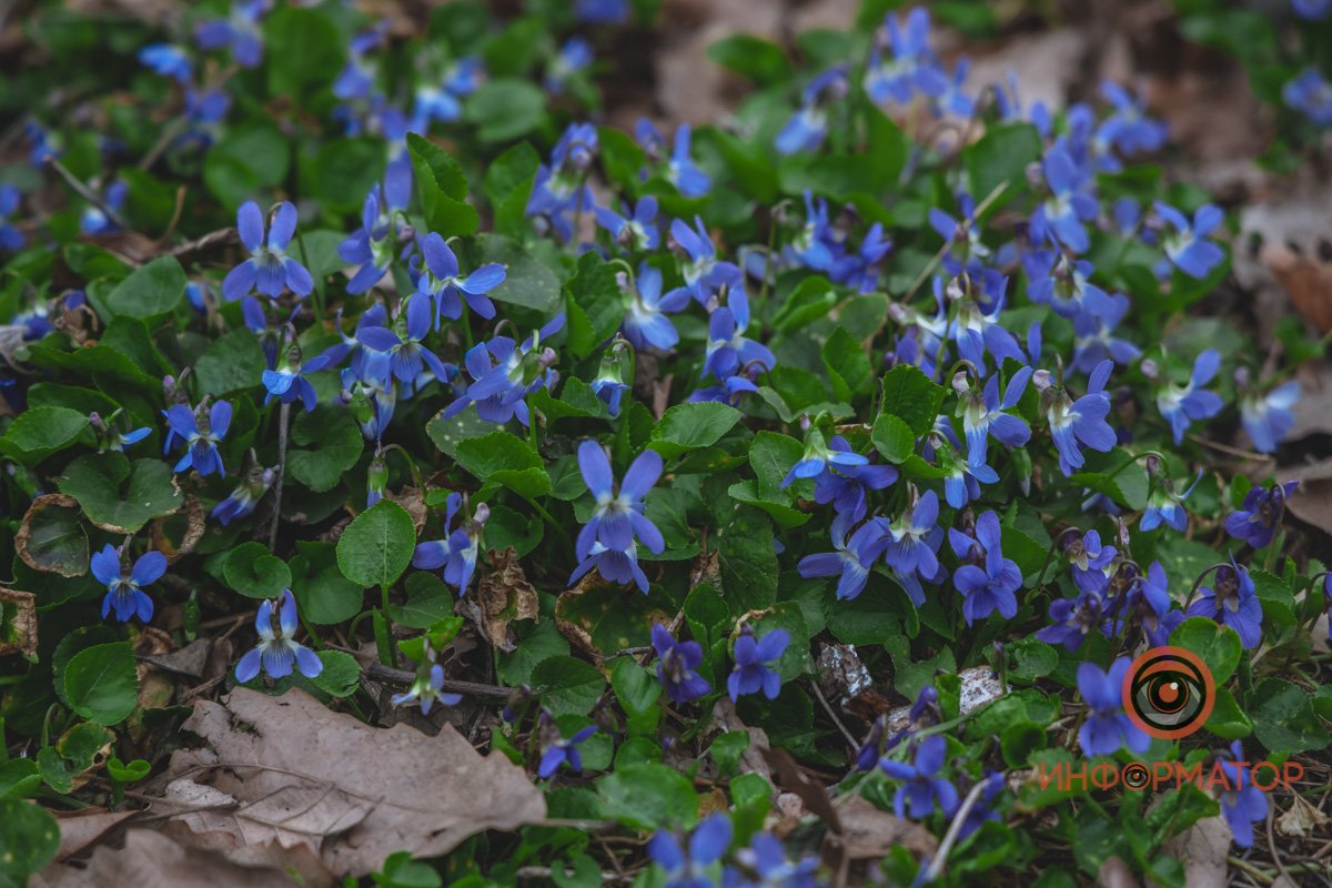 В ботанический сад в Днепре пришла весна 9