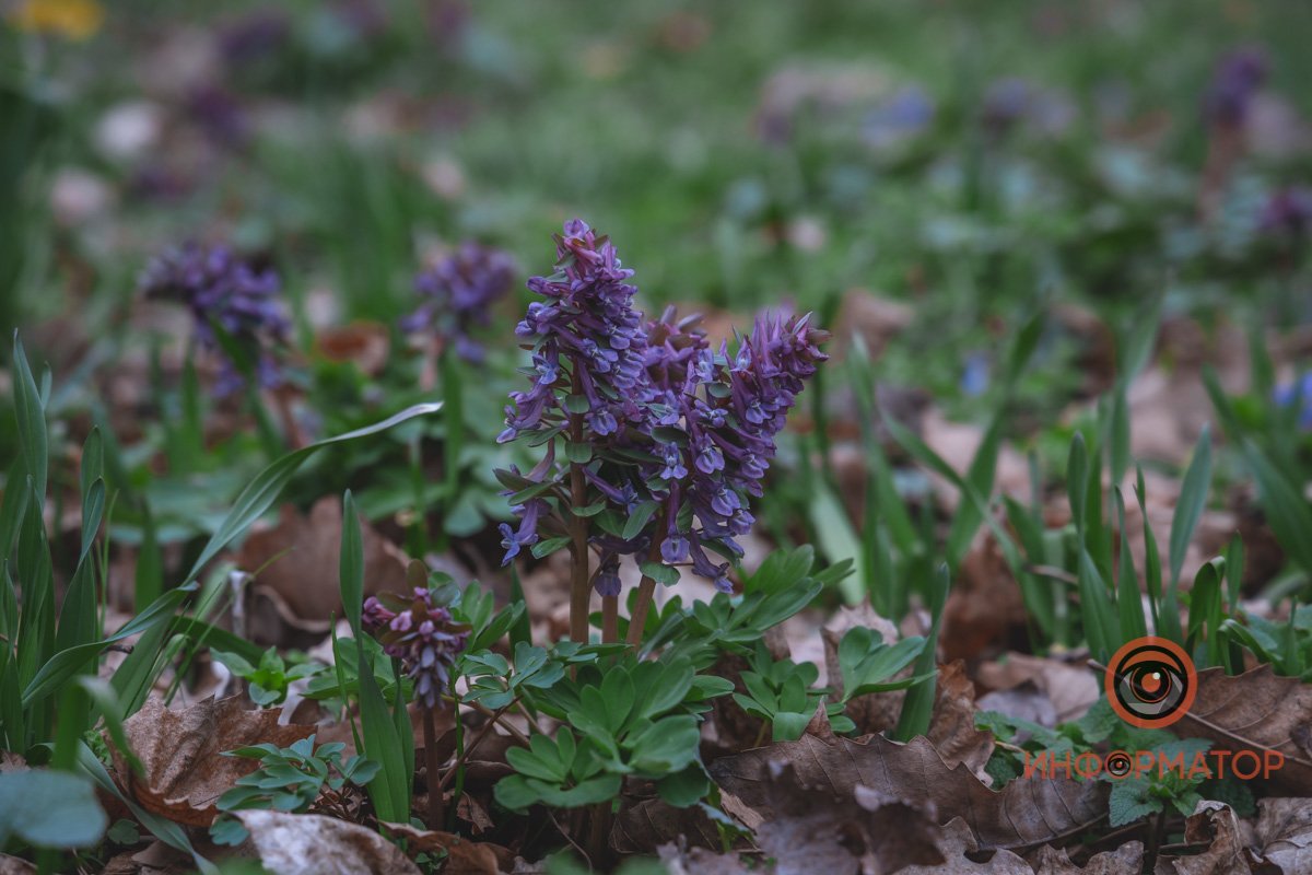 В ботанический сад в Днепре пришла весна 10