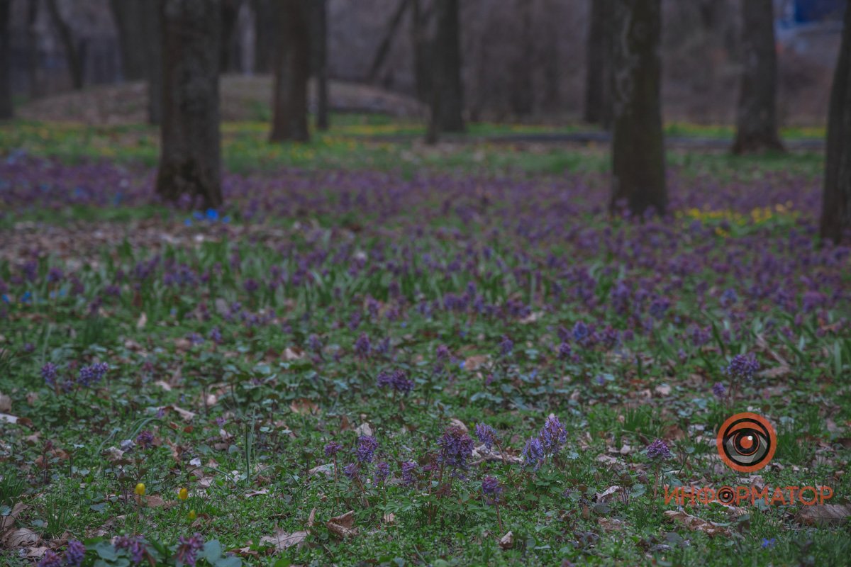 В ботанический сад в Днепре пришла весна 11