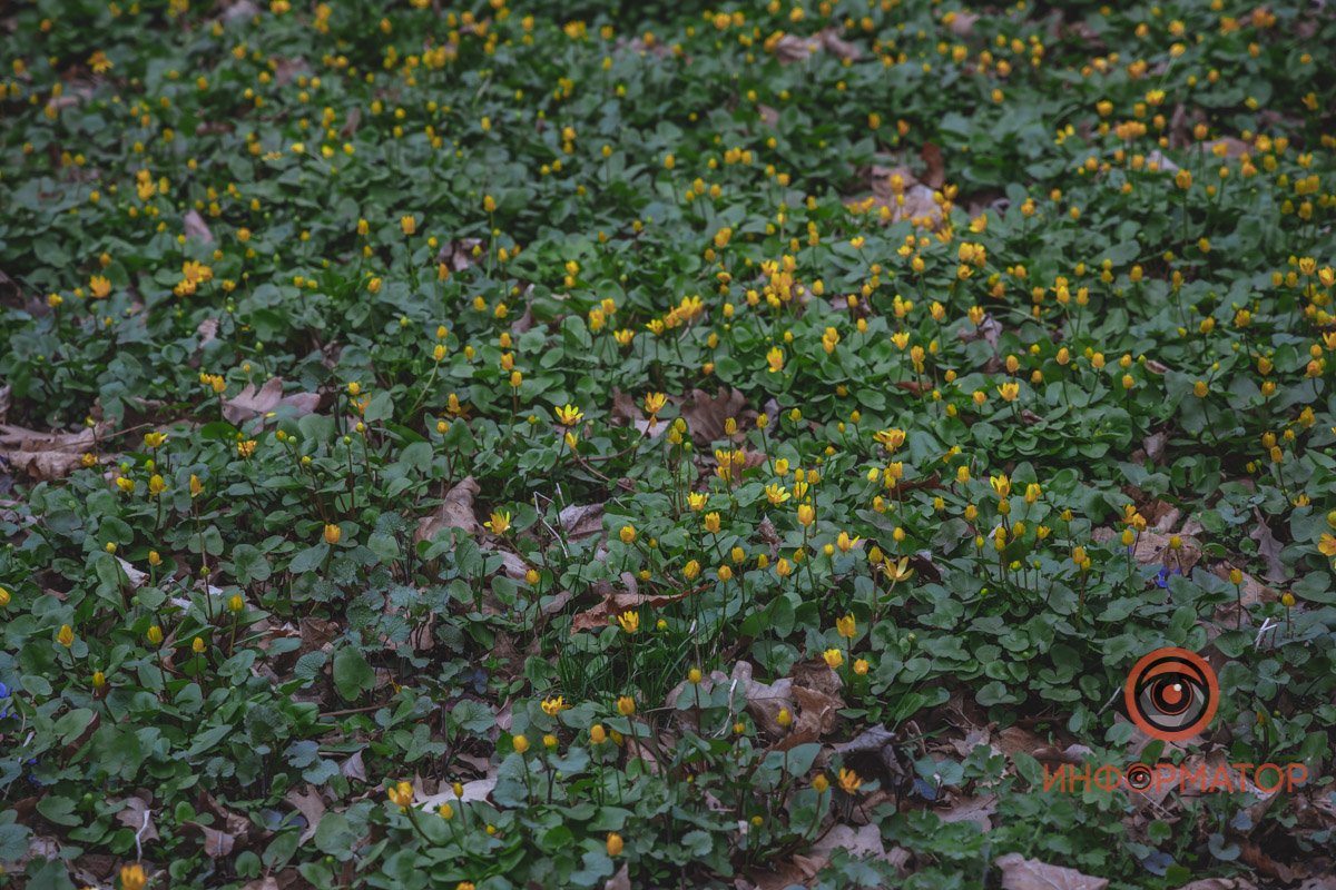 В ботанический сад в Днепре пришла весна 12