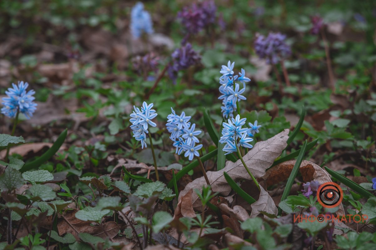 В ботанический сад в Днепре пришла весна 13