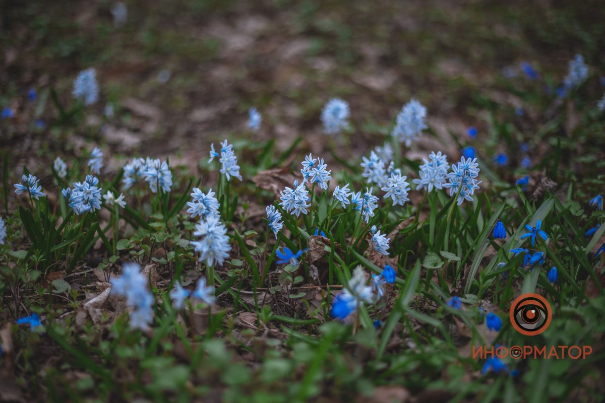 В ботанический сад в Днепре пришла весна 14