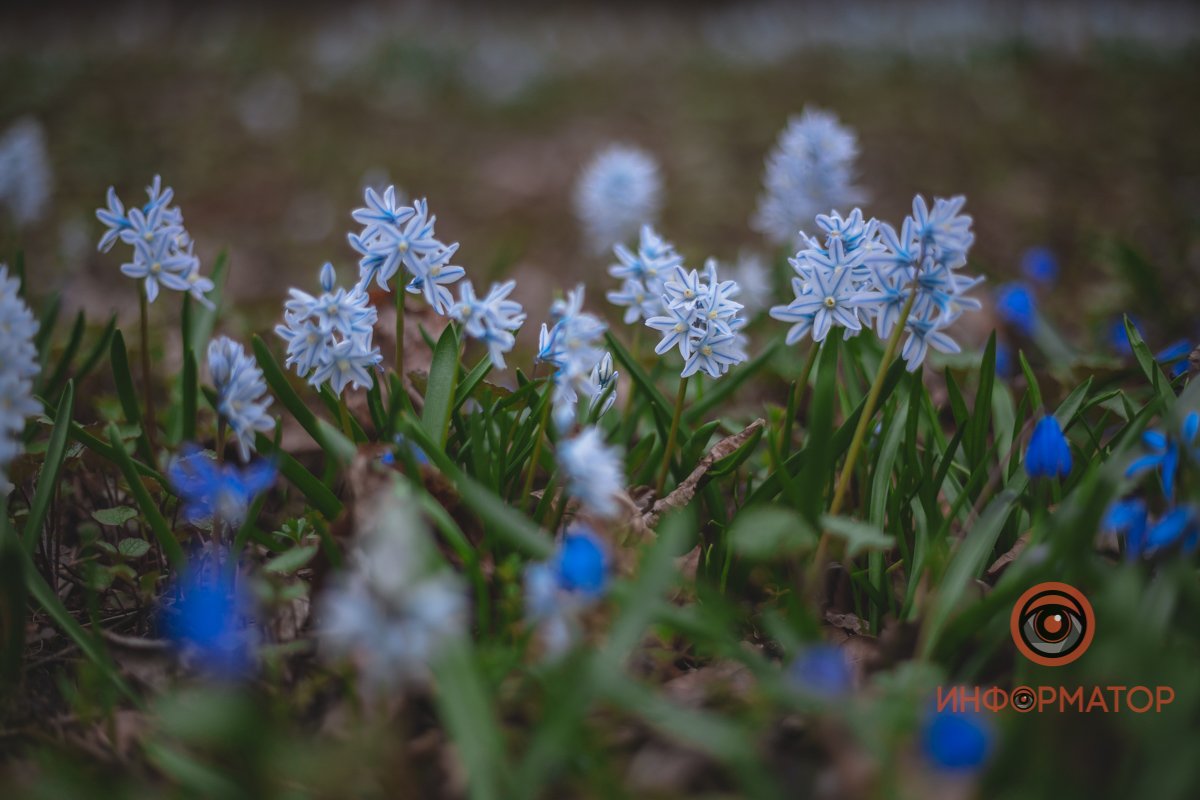 В ботанический сад в Днепре пришла весна 15
