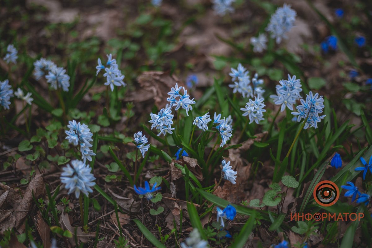В ботанический сад в Днепре пришла весна 16