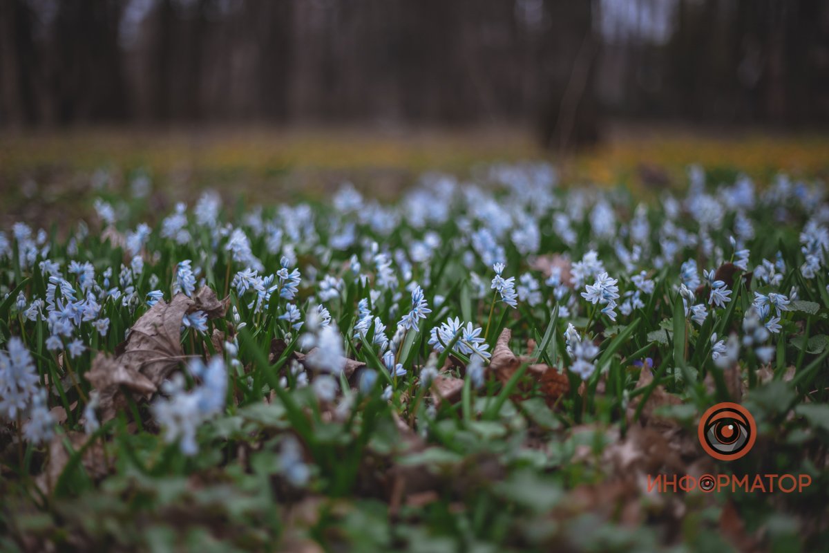 В ботанический сад в Днепре пришла весна 18