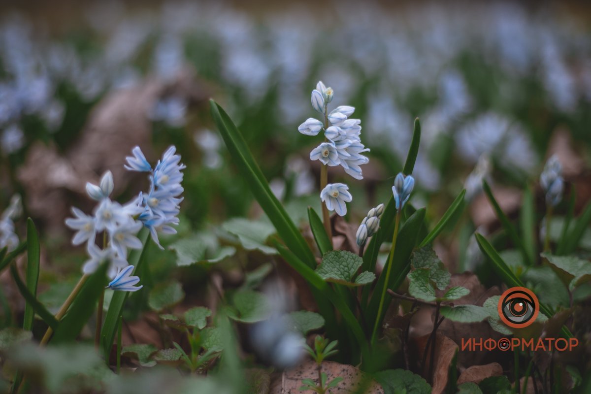 В ботанический сад в Днепре пришла весна 19