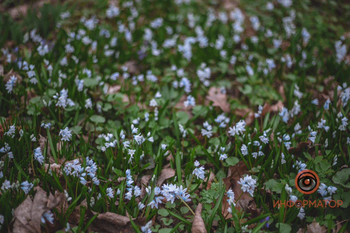 В ботанический сад в Днепре пришла весна 20