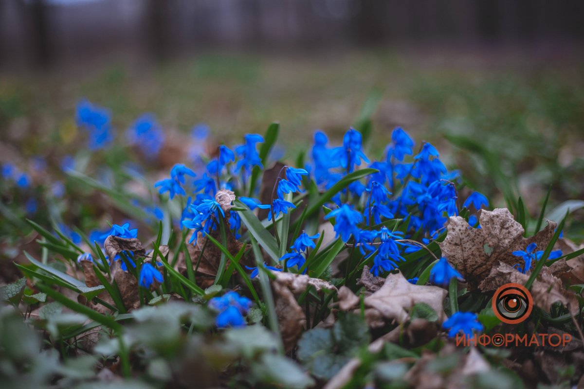В ботанический сад в Днепре пришла весна 21