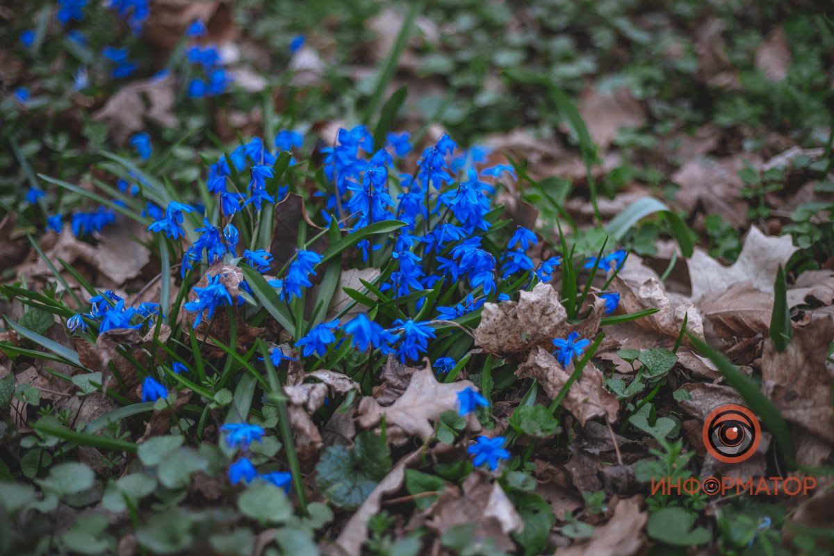 В ботанический сад в Днепре пришла весна 22