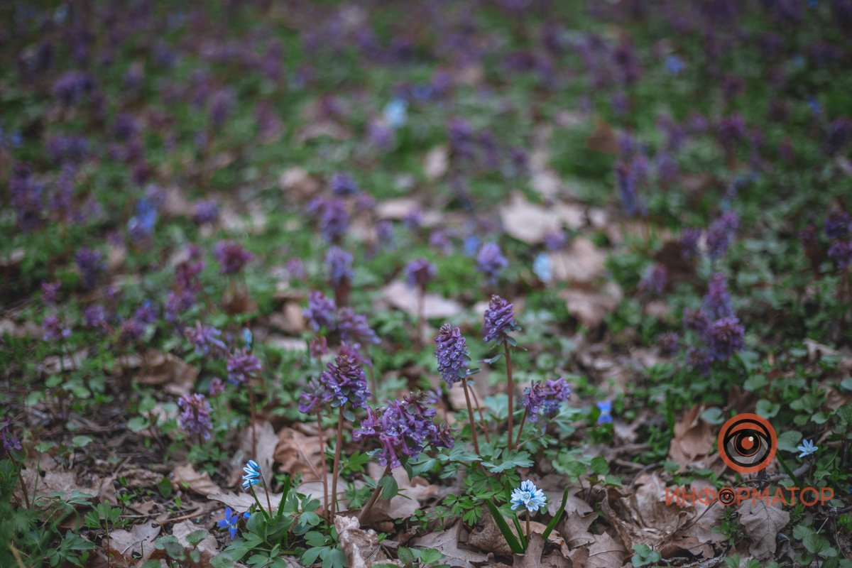В ботанический сад в Днепре пришла весна 23