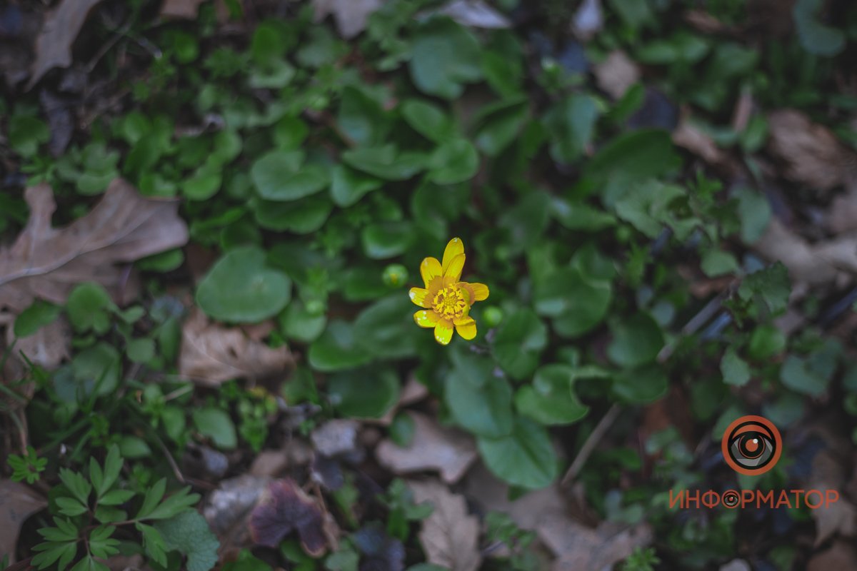 В ботанический сад в Днепре пришла весна 24