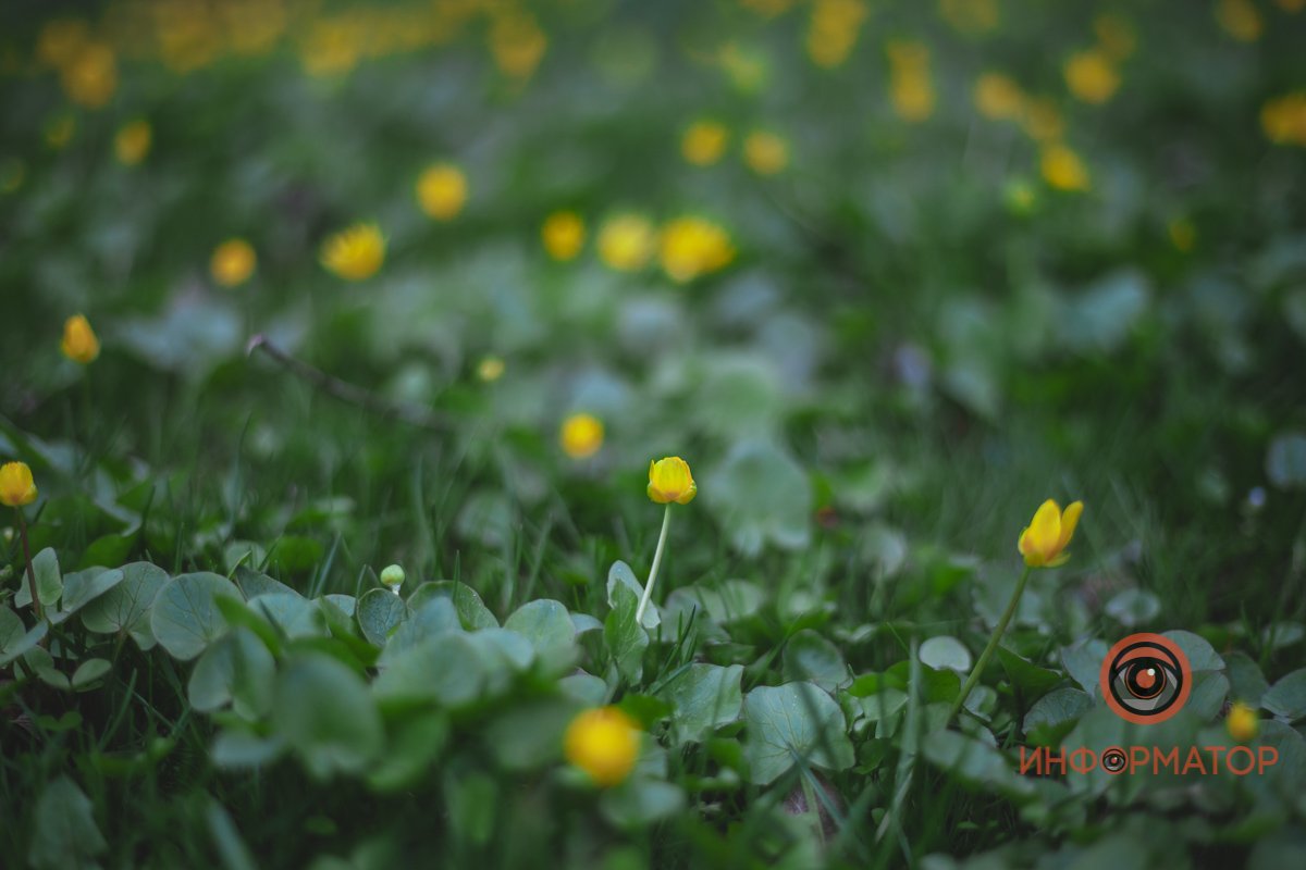 В ботанический сад в Днепре пришла весна 25