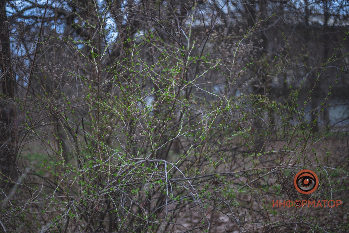 В ботанический сад в Днепре пришла весна 26
