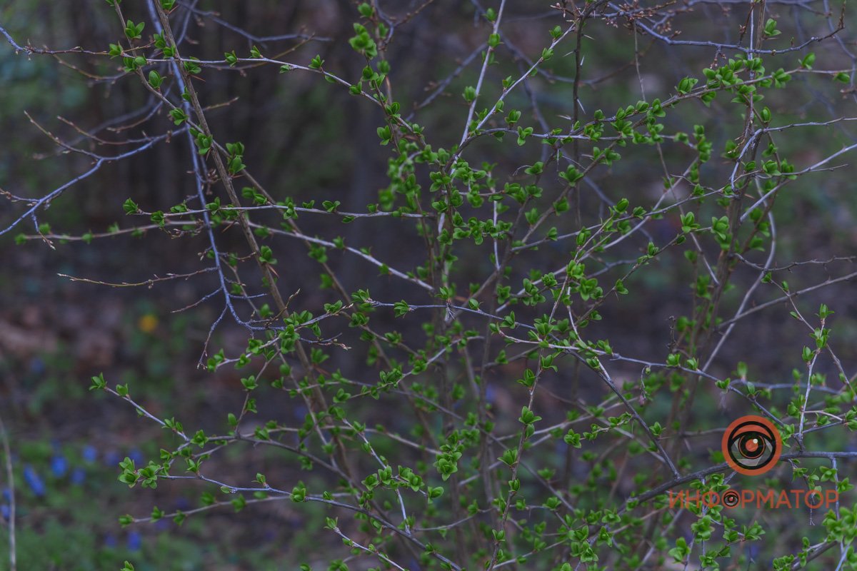 В ботанический сад в Днепре пришла весна 33