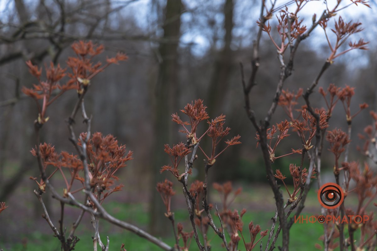 В ботанический сад в Днепре пришла весна 35