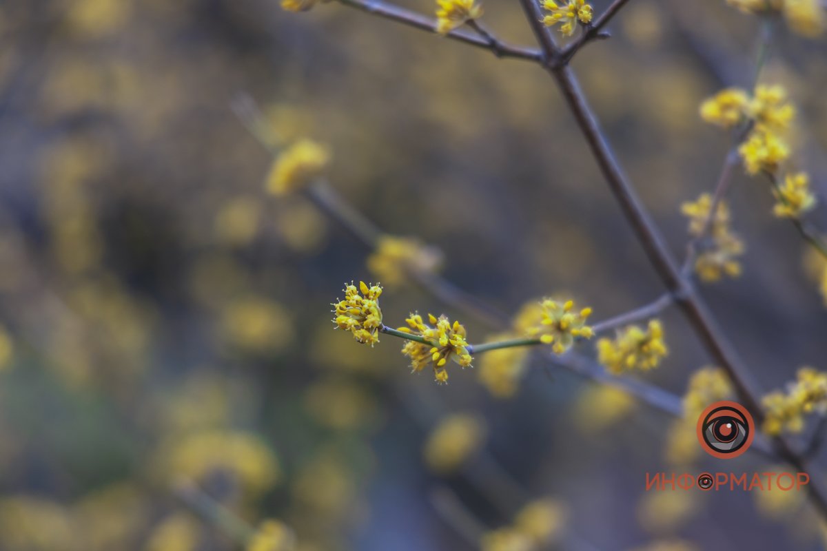 В ботанический сад в Днепре пришла весна 36
