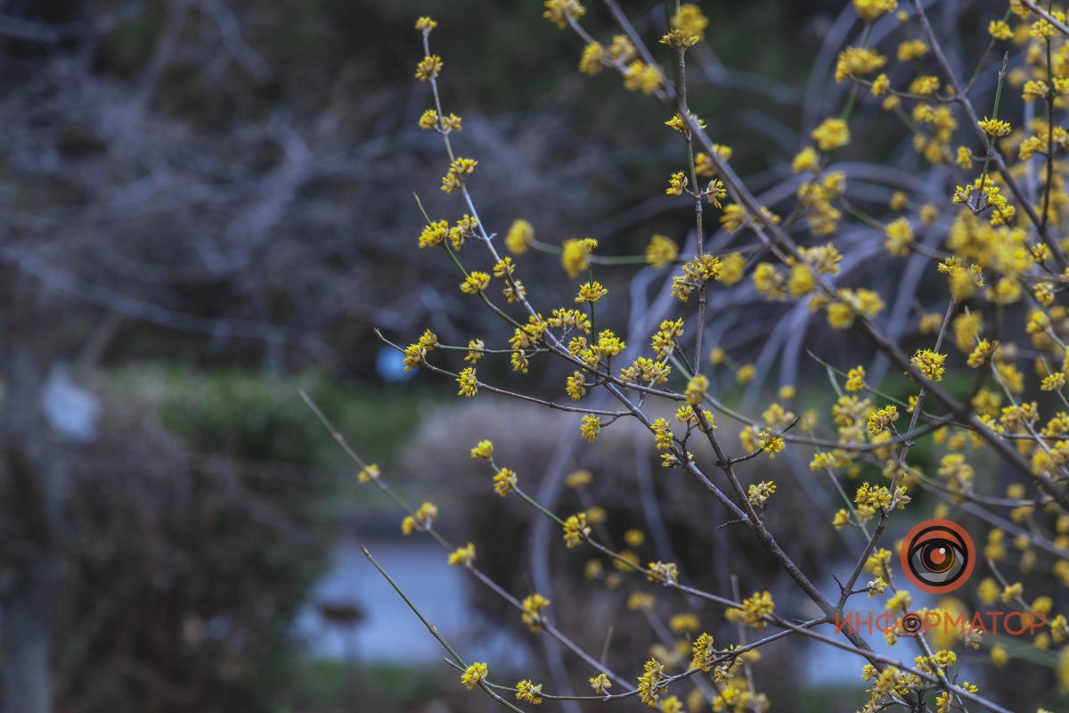 В ботанический сад в Днепре пришла весна 38