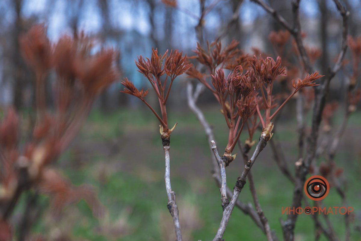 В ботанический сад в Днепре пришла весна 39