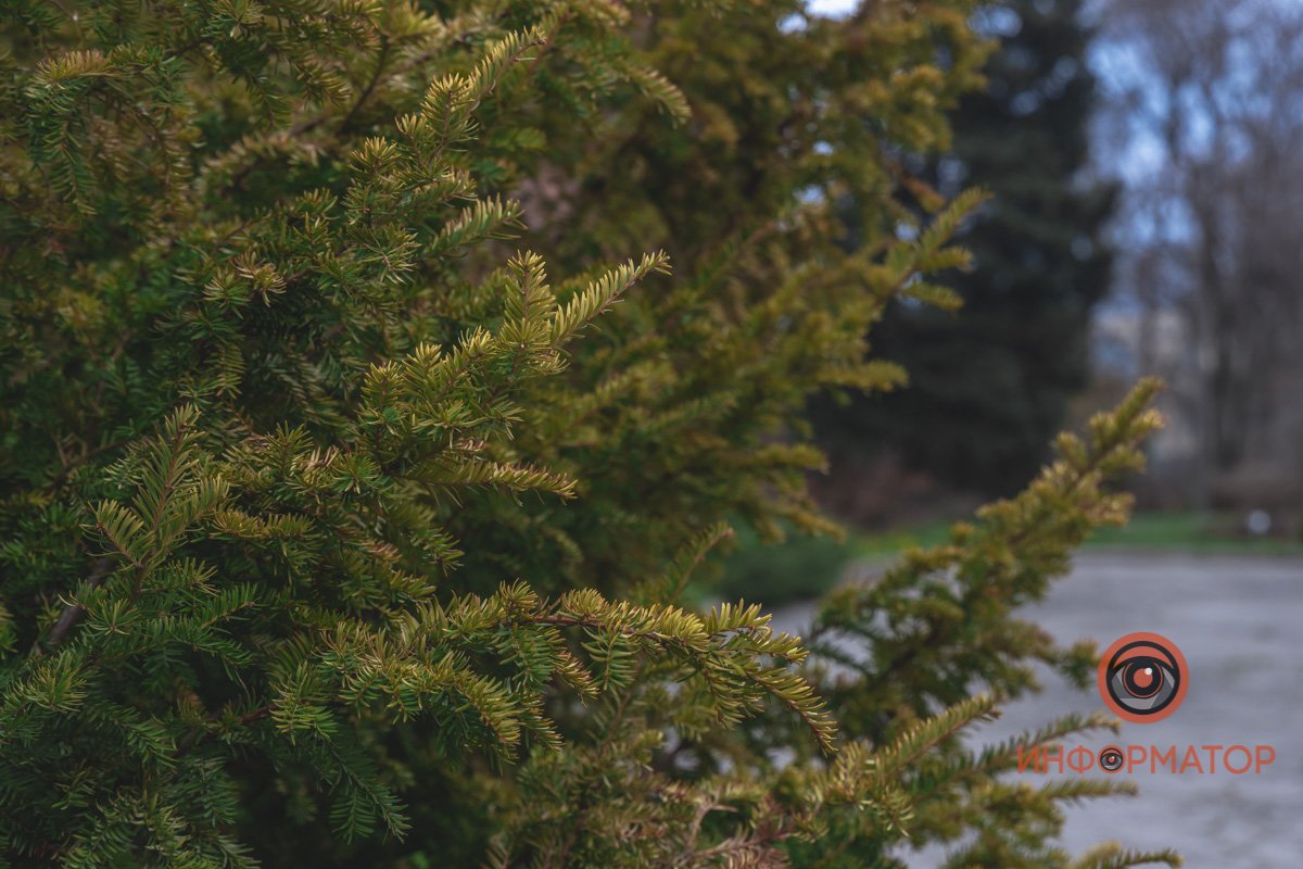 В ботанический сад в Днепре пришла весна 43