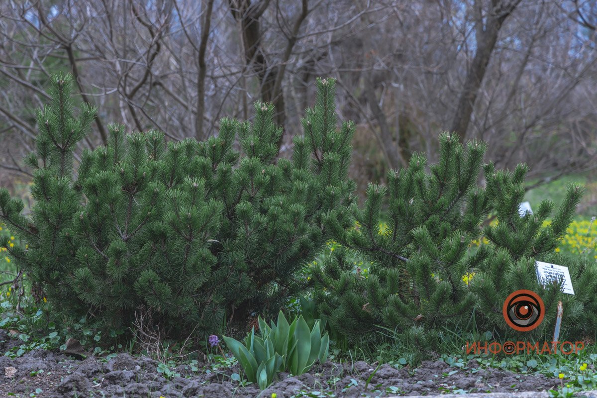 В ботанический сад в Днепре пришла весна 44
