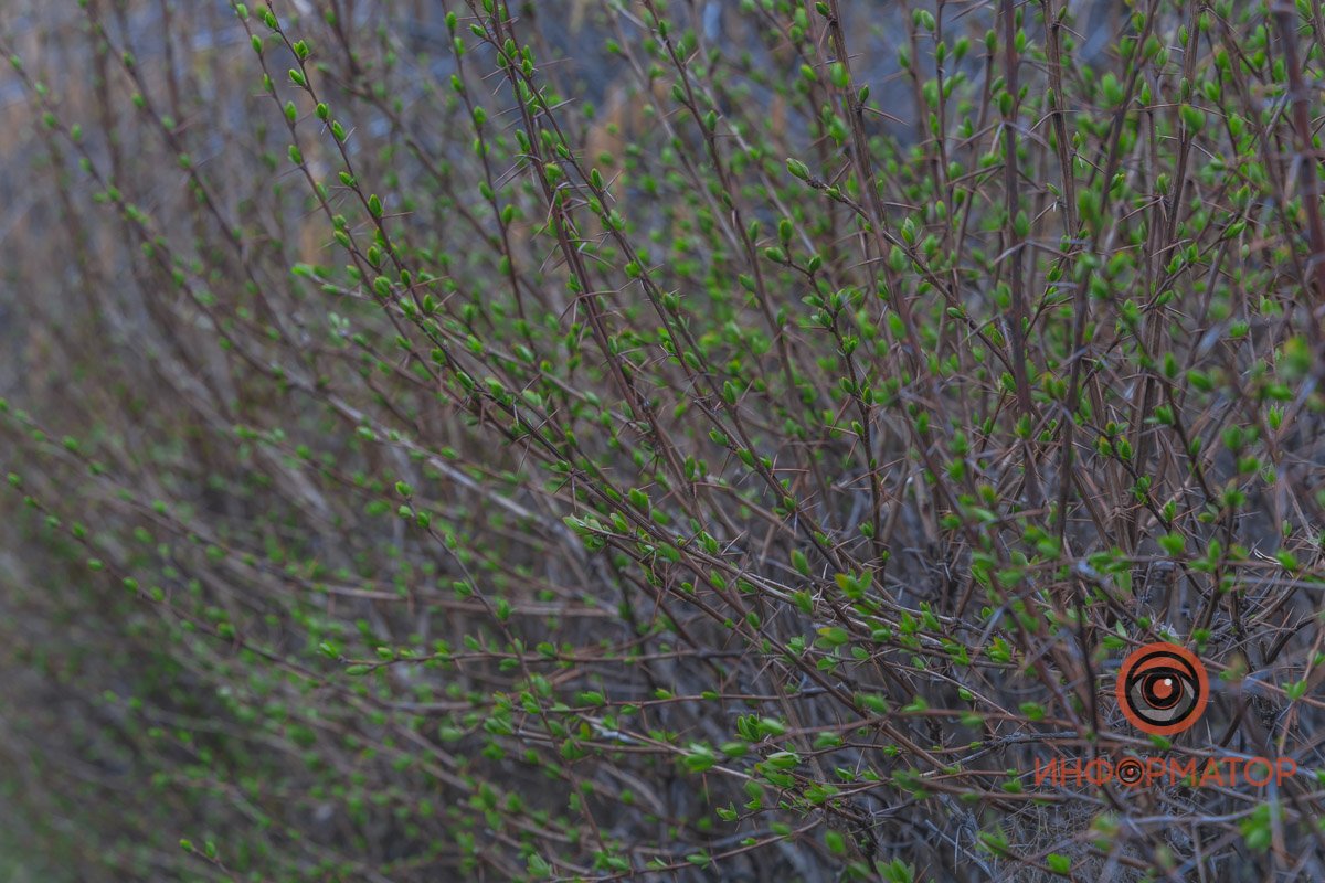 В ботанический сад в Днепре пришла весна 45