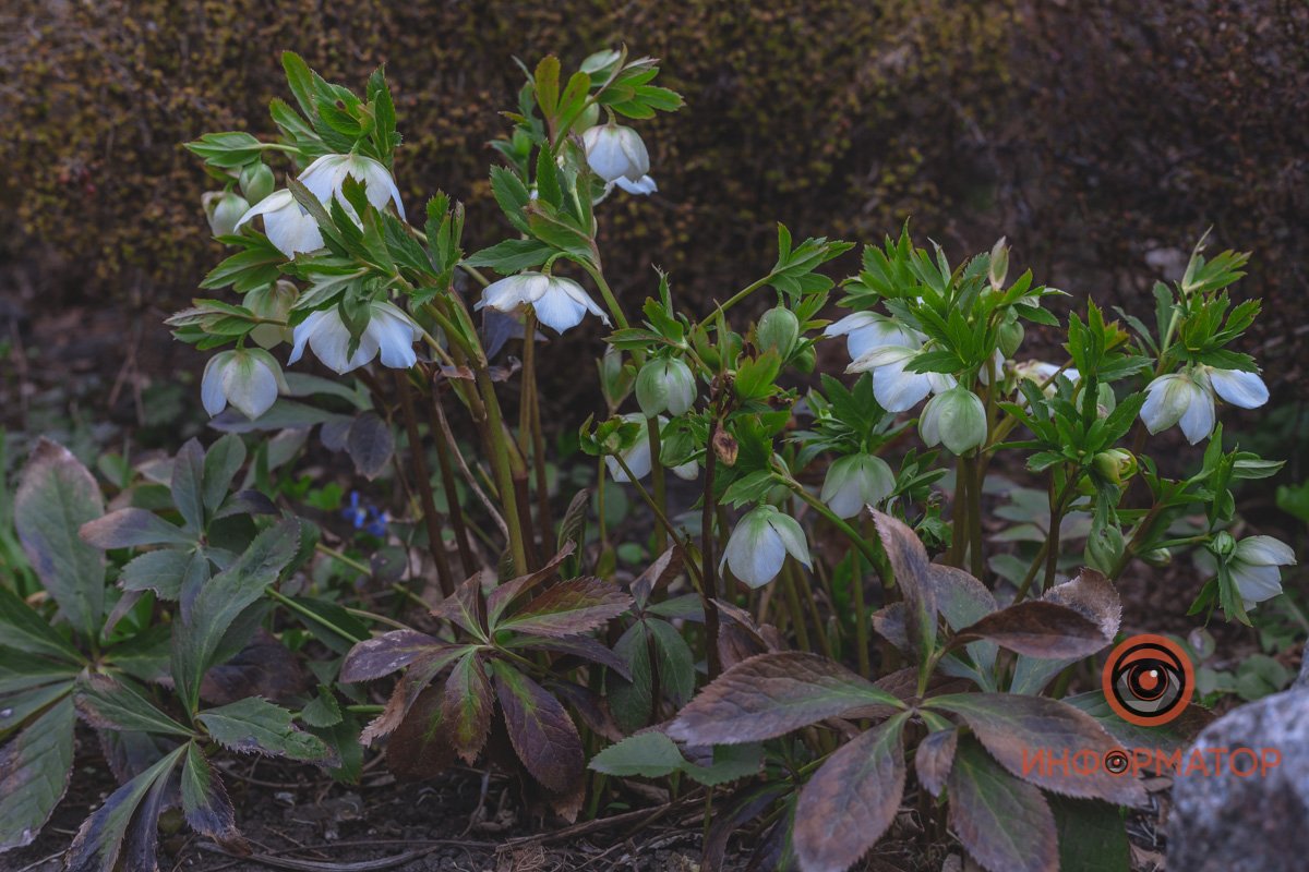 В ботанический сад в Днепре пришла весна 48