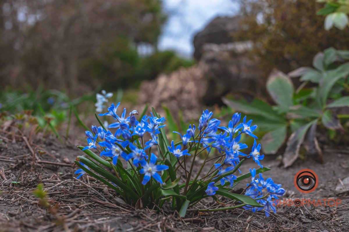 В ботанический сад в Днепре пришла весна 49