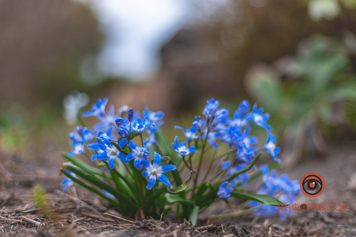 В ботанический сад в Днепре пришла весна 50