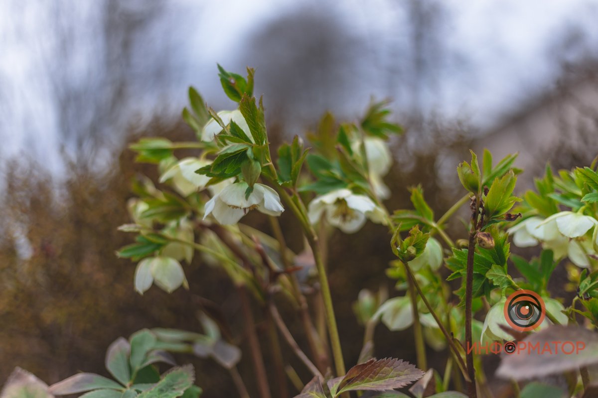 В ботанический сад в Днепре пришла весна 51