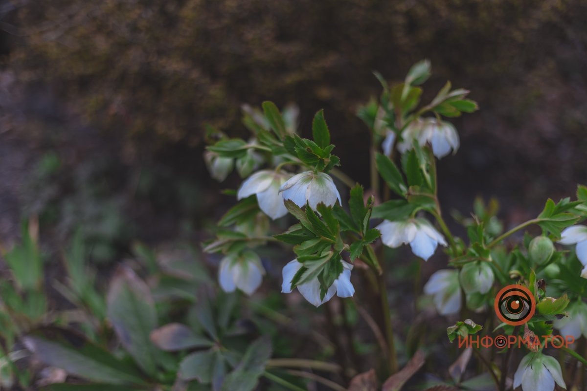 В ботанический сад в Днепре пришла весна 52