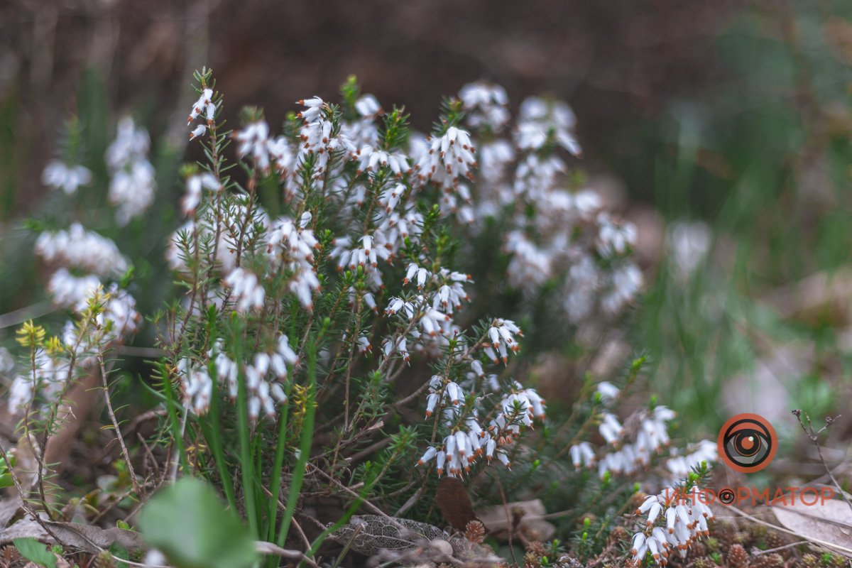 В ботанический сад в Днепре пришла весна 53