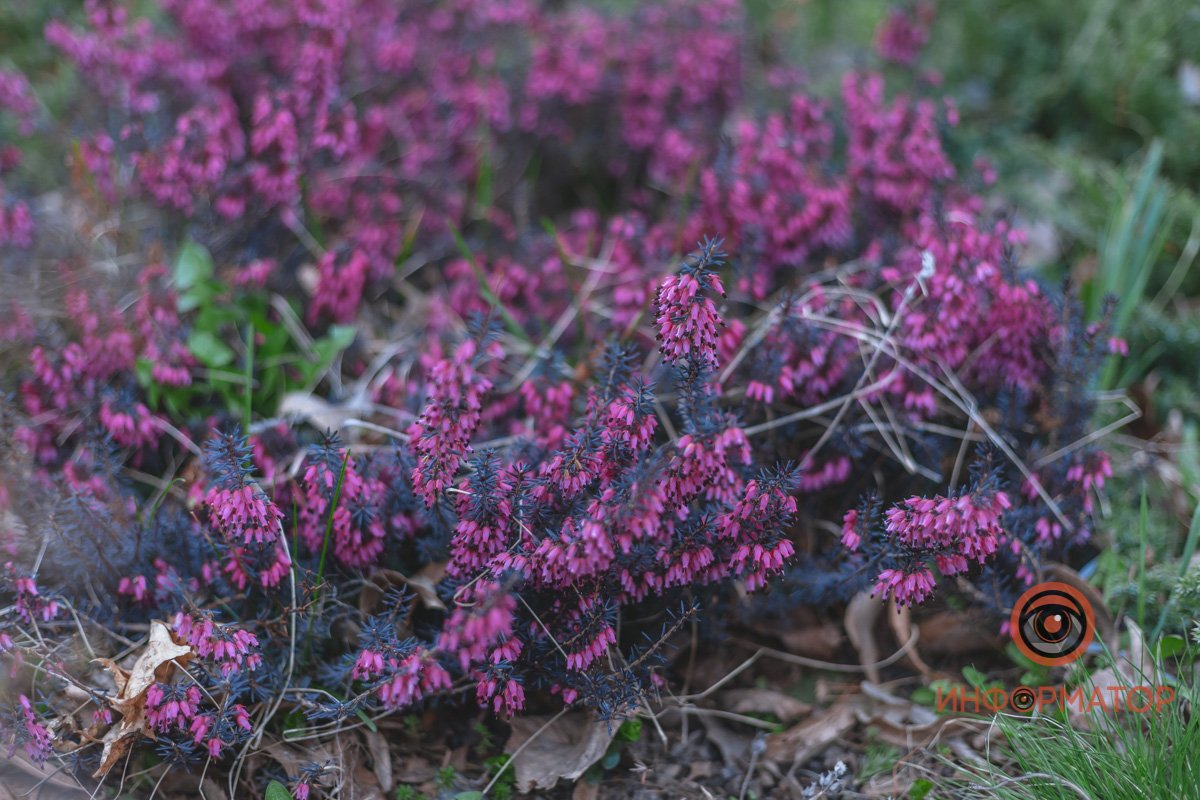 В ботанический сад в Днепре пришла весна 54